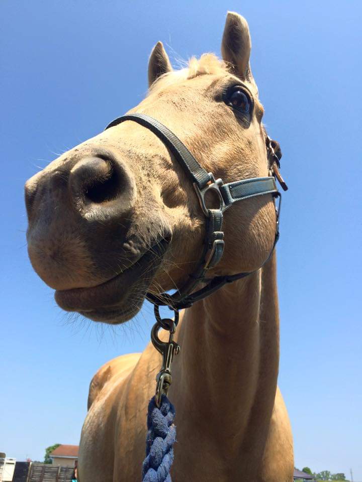 Picture of Biscuit from Appalachian Equestrian Academy