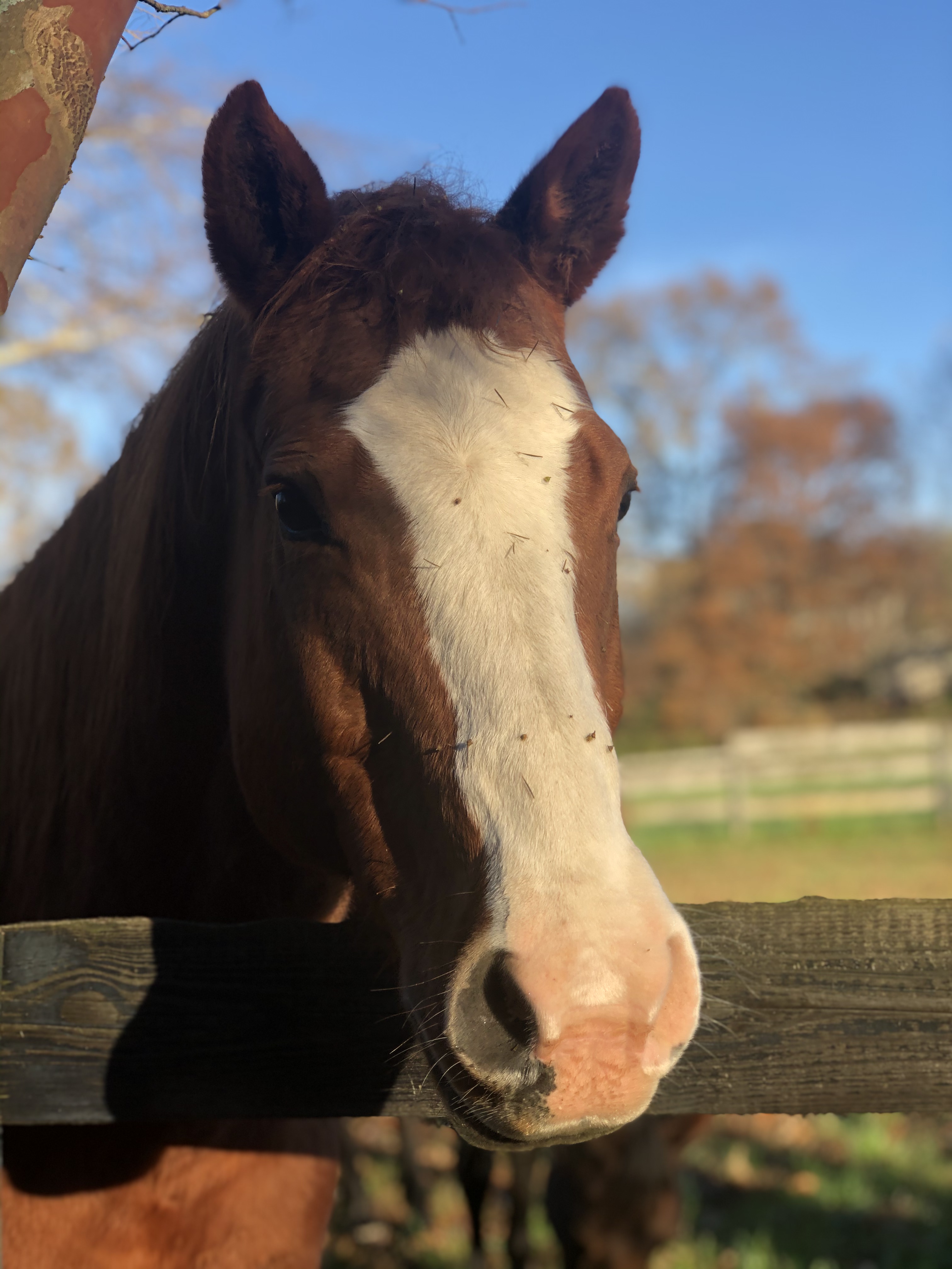 Picture of brown horse with white face at Appalachian Equestrian Academy