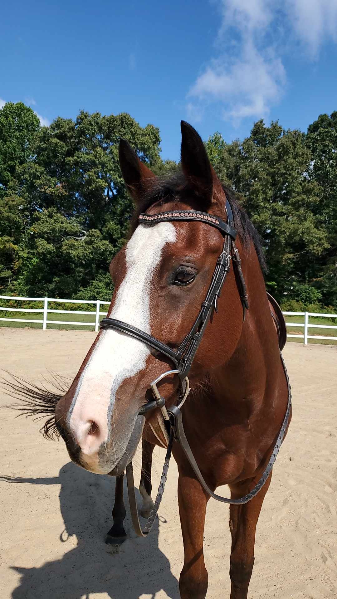 Picture of the horse, Indy, from Appalachian Equestrian Academy