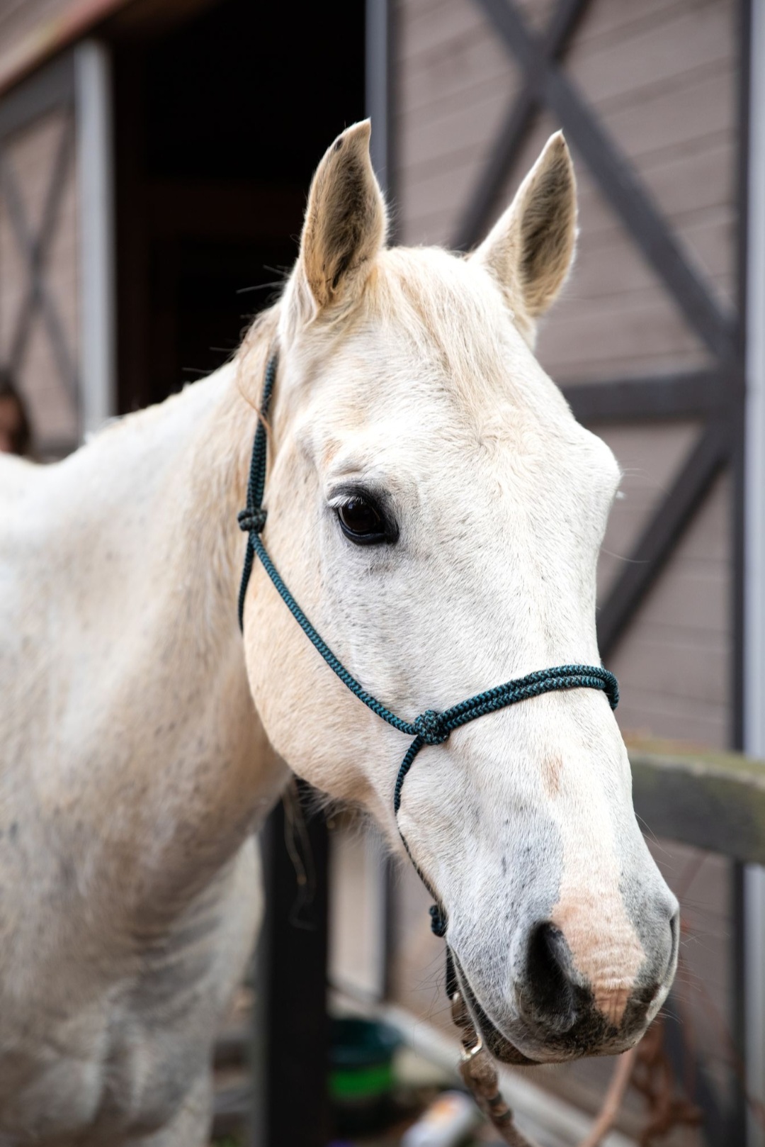 Picture of Lightning Bug from Appalachian Equestrian Academy