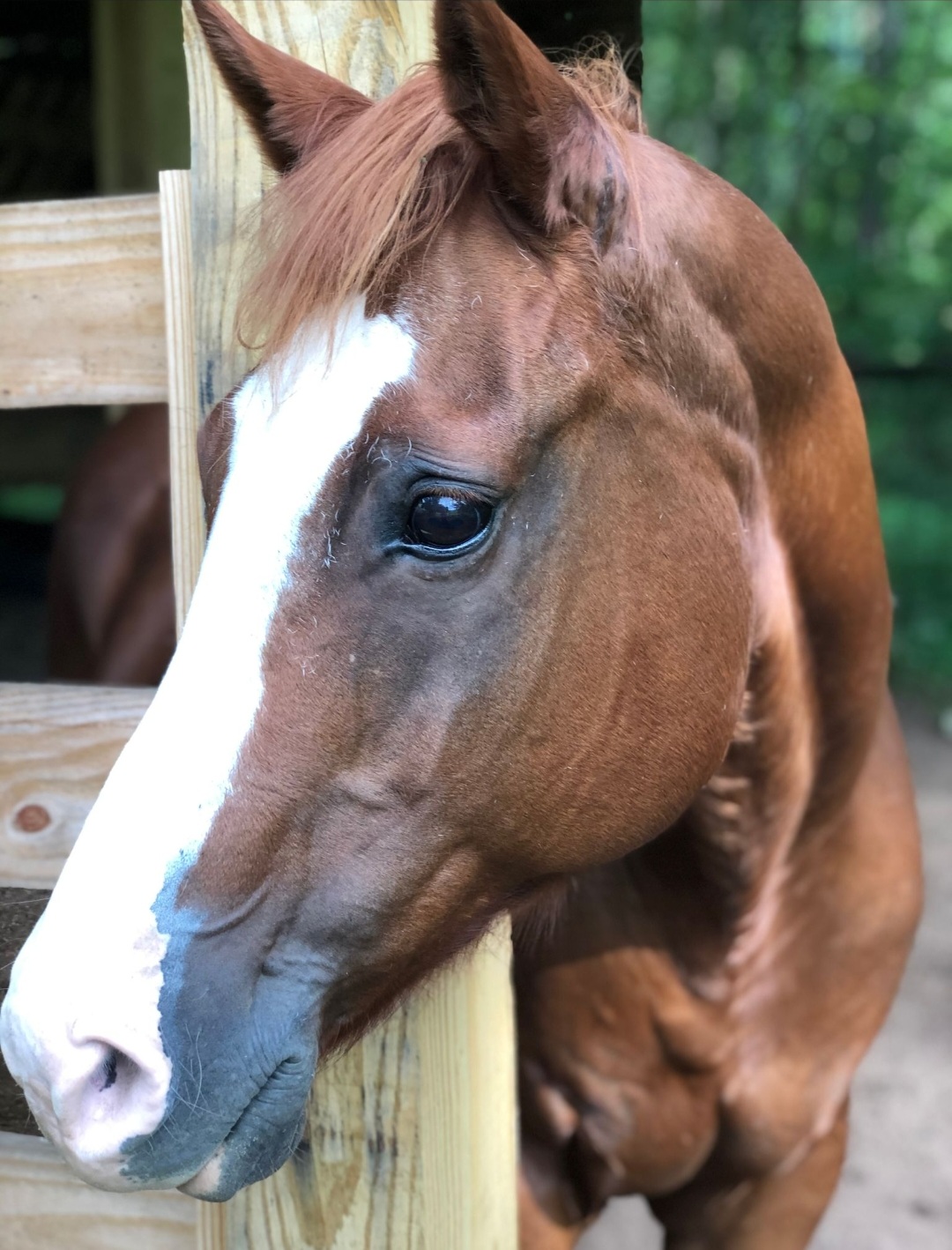 Picture of Killian from Appalachian Equestrian Academy