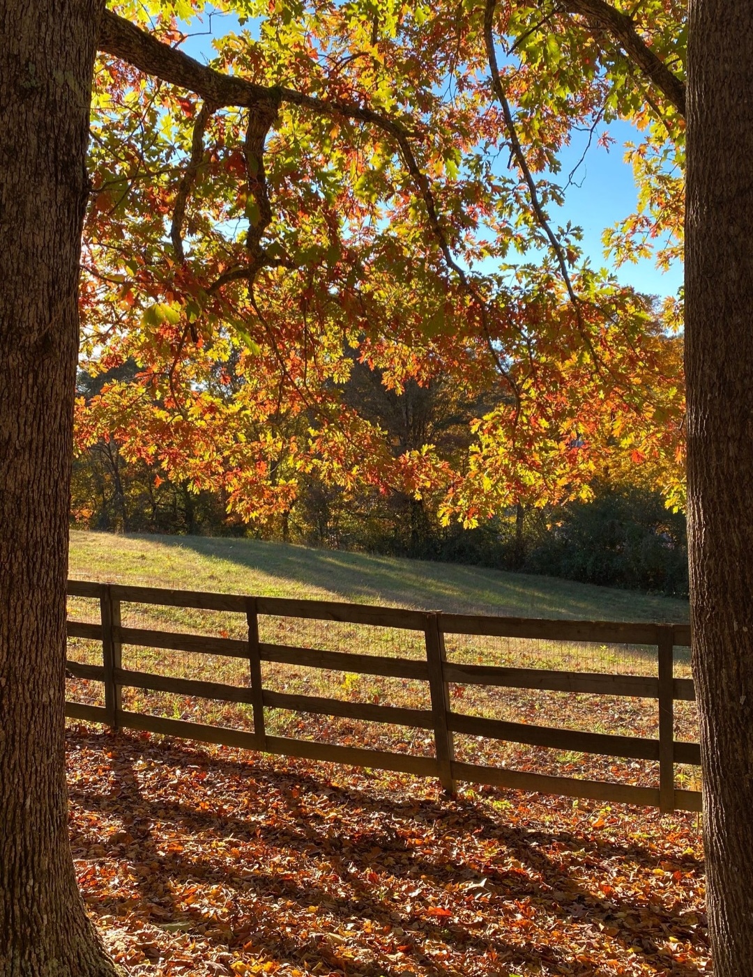 Autumn view of the pastures at Appalachian Equestrian Academy