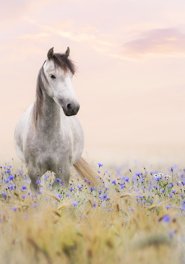 A grey horse in a field of purple flowers.