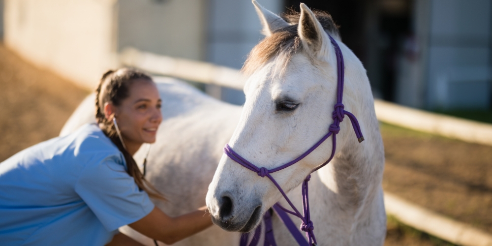 A vet checking a grey horse wearing a purple rope halter.